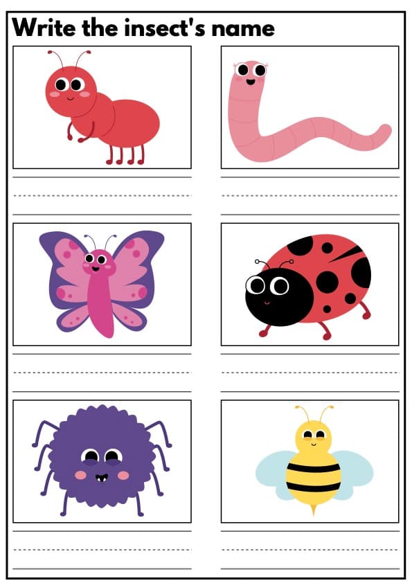 Write the Insect's Name Worksheets | Bug Vocabulary Writing Practice | 1st Grade ESL
