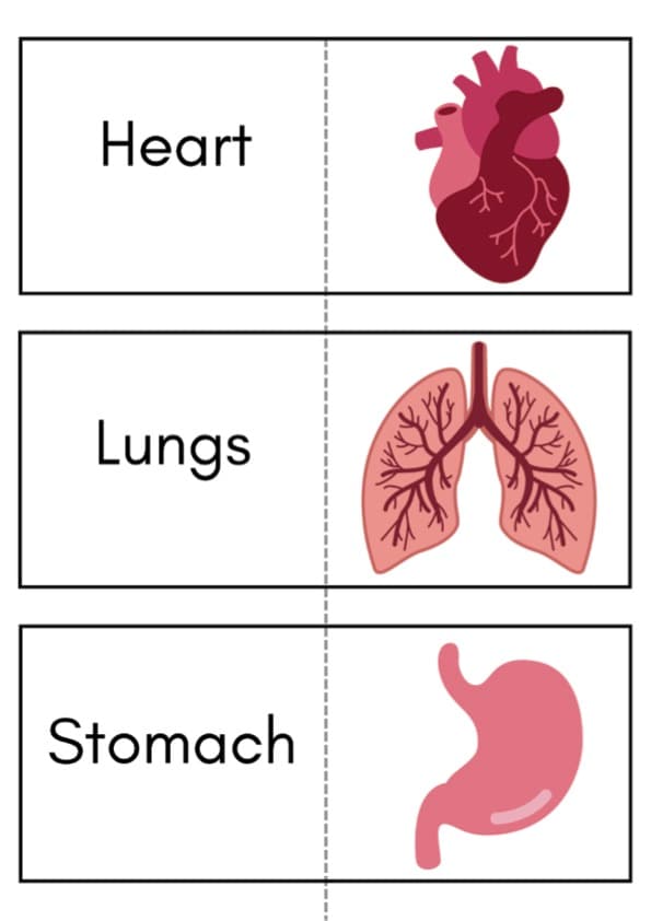 Human Body Flash Cards | Organs and Bones Picture Cards in 4 Sizes | 1st Grade Science